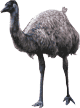 emu.gif